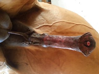Under Horse Beastforum Geles Masturbation