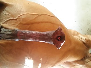 Under Horse Beastforum Geles Masturbation