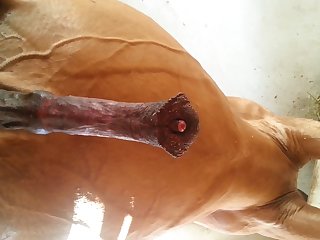 Under Horse Beastforum Geles Masturbation