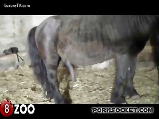 A Quick Fun At The Farm