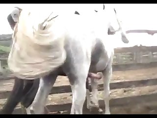 Stallion Hot