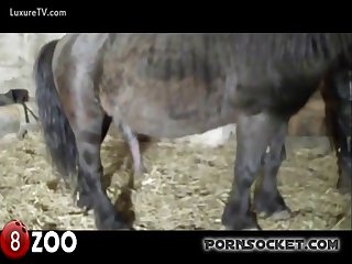 A Quick Fun At The Farm