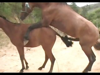 Huge Stallion Vs Hot Mare Sc 05