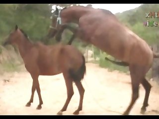 Huge Stallion Vs Hot Mare Sc 05