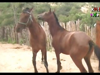 Huge Stallion Vs Hot Mare Sc 05