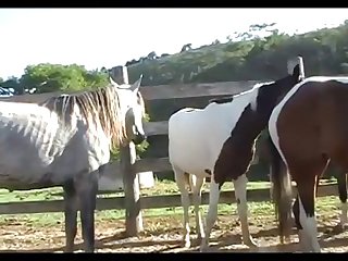 Stallion Scene 03