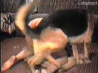 Panting Like A Dog Porn