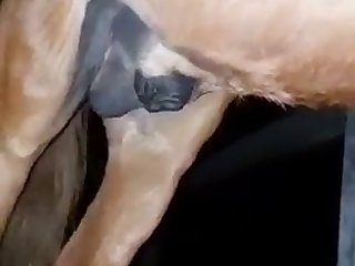 Sex Videos Zoophilie