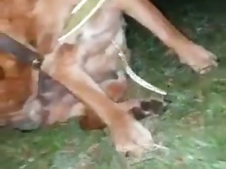 Sex Videos Zoophilie