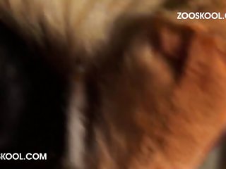Game Dog Porn