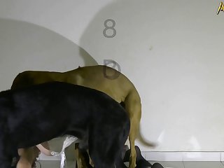 Man Cums In Dog
