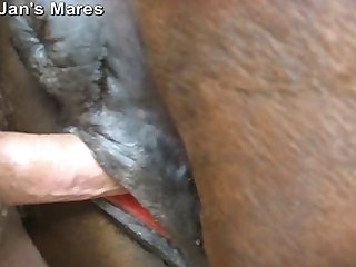 Vídeo De Mulher Fazendo Sexo Com Cavalo