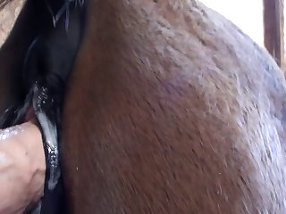 Fazer Sexo Com Cavalo
