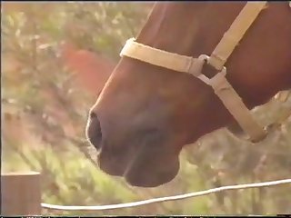 動物 アダルト