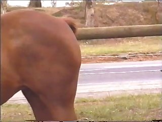 動物 アダルト