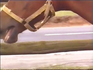 動物 アダルト