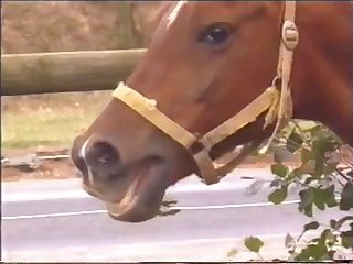 動物 アダルト