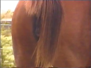 動物 アダルト