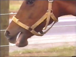 動物 アダルト