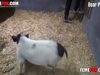 French Boar Porn